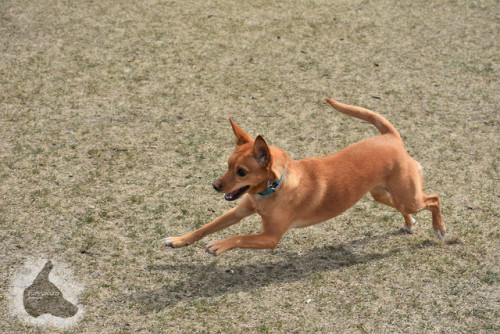 puppyrazzi