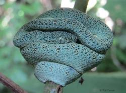 cerulean-flames:  Bothriopsis bilineataAlso