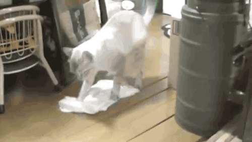 gifsboom:  Cat Cleans the Floor. [video] [DailyPicksandFlicks] 