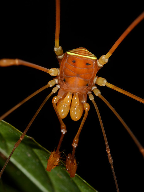 captain-price-official:onenicebugperday:Harvestmen (Arachnida, Opiliones) photographed by Art Anker 