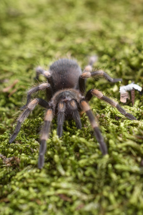 No name yet as gender hasn’t been ascertained - Brachypelma hamorii