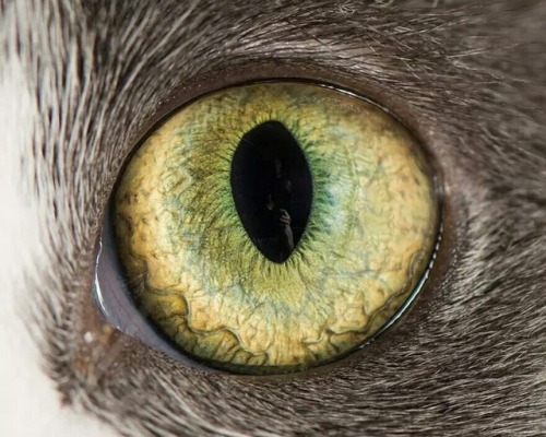  Cat’s eye 