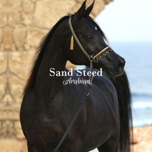 Populating The Dothraki Sea, This Horse Is Short, But Stocky. They Are Valued For Their Exceptional Hardiness