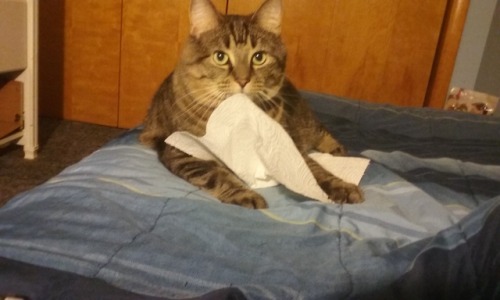 paigek9: The chronicles of my cat and the napkin he found… I tried to take it away, and I fai