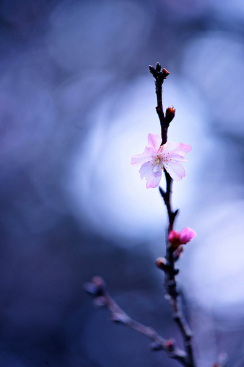 Enjoy the Transient Beauty of Sakura! / Tokyo Pic