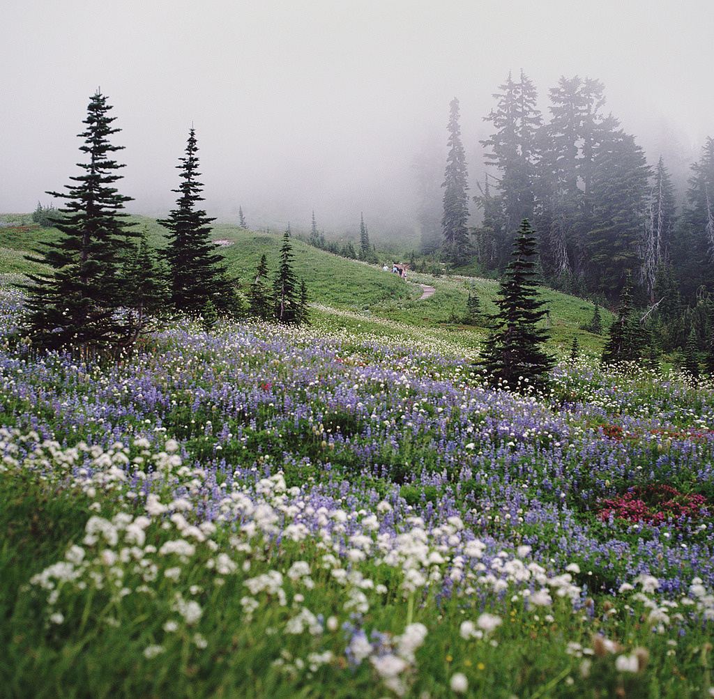 exploringflickr:  the wildflower tapestry (by manyfires)