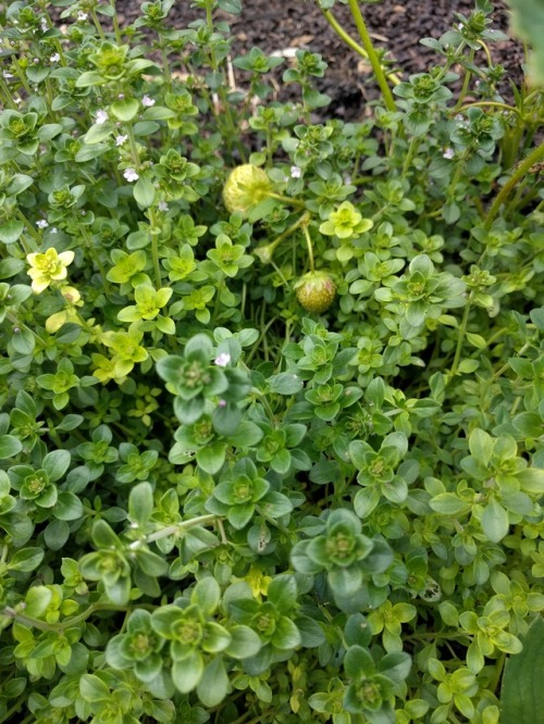 ratfarm:Perfect summer days spent in our garden!I have a line of hugelkultur I’ve been trying to mak