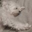 littlecrustywhitedogs