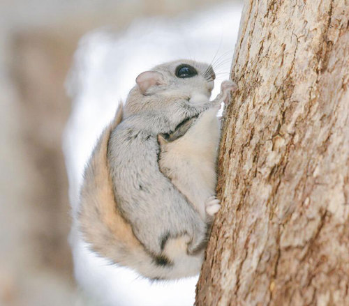 end0skeletal:The Japanese dwarf flying squirrel may be the cutest thing I’ve ever seen with my own t