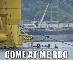 nrdc:  Love this one from greenpeaceusa. A seal confronts of Shell’s giant oil rigs being stored in the Port of Seattle, which will eventually make its way up to the Arctic to drill for oil. That is, unless we stop them.