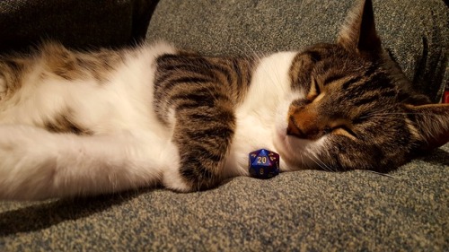 probablymetarpgideas:battlecrazed-axe-mage:only-fragments:This is the nat20 cat! Reblog him for good