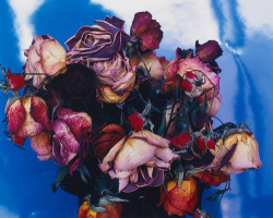 zzzze:  Nobuyoshi Araki, (Flower), 2001 