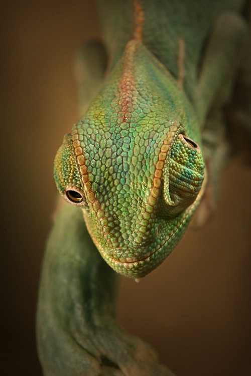 earth-song:  One of many reasons chameleons are such cool creatures. by  igor siwanowicz
