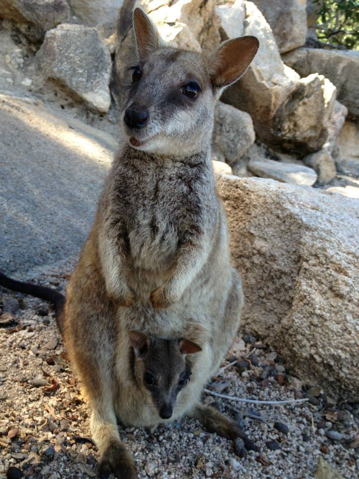 cuteanimalspics:  Was tripping around Australia when this proud little mom…