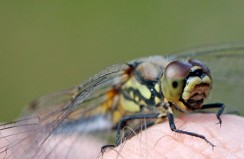 This small dragonfly landed on my hand while I was getting the camera ready. A true camera ham!