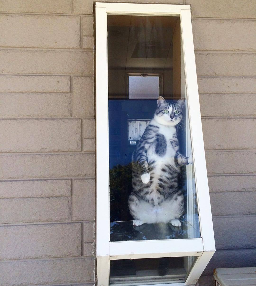 so-so-cute-cats:  Cat.