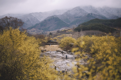 2022-03-20Spring, Cornus officinalisCanon EOS R3 + RF50mm f1.2LInstagram  |  hwantastic79vivid