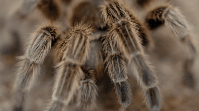 sdzoo:Even 8-legged creatures need a hand sometimes. Secretive and elusive by nature, tarantulas and