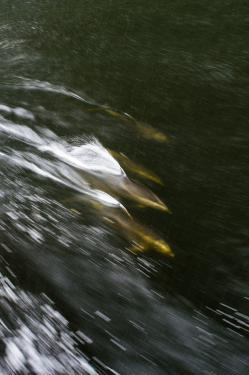 Dolphins chasing the boat through the rain.Milford Sound, Fiordland, South Island, New Zealand