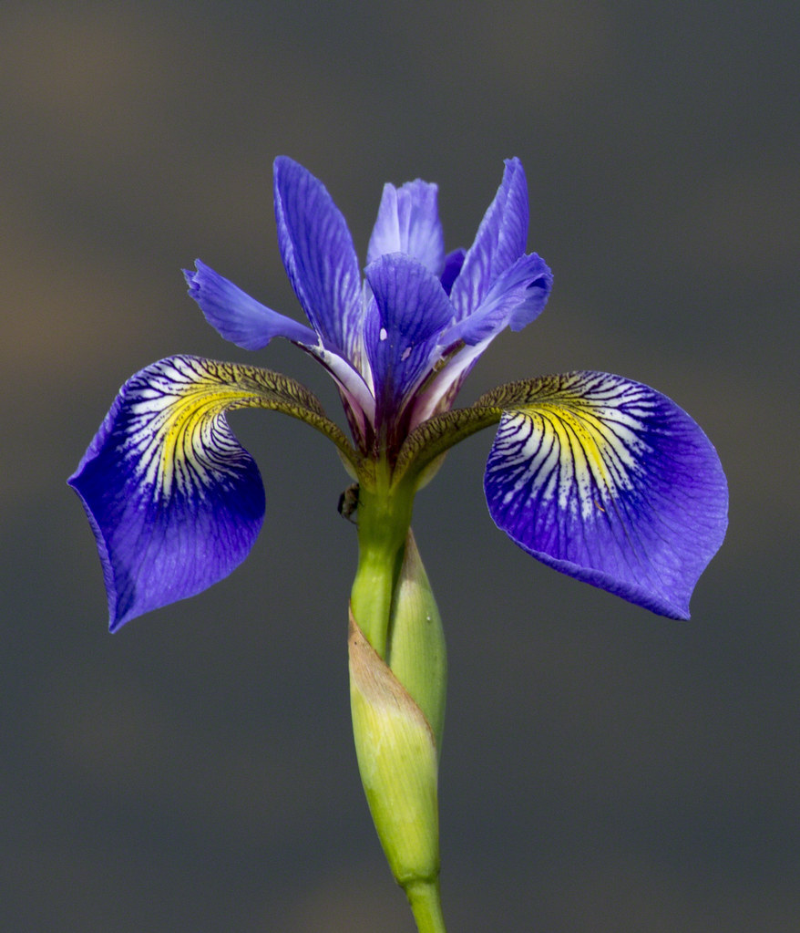 Iris versicolor (harlequin blueflag) by Bugbait of