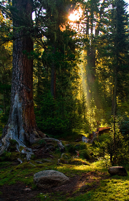 Sun Beam Forest…. Russia
