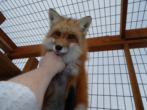 Apologies for lack of updates, I’ll be catching up ^^ Here we have my friend’s happy, floofy red fox