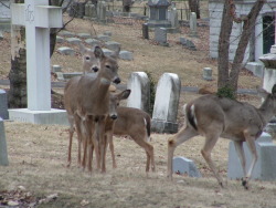 g63heavenonearth:Allegheny Cemetery 31714-21