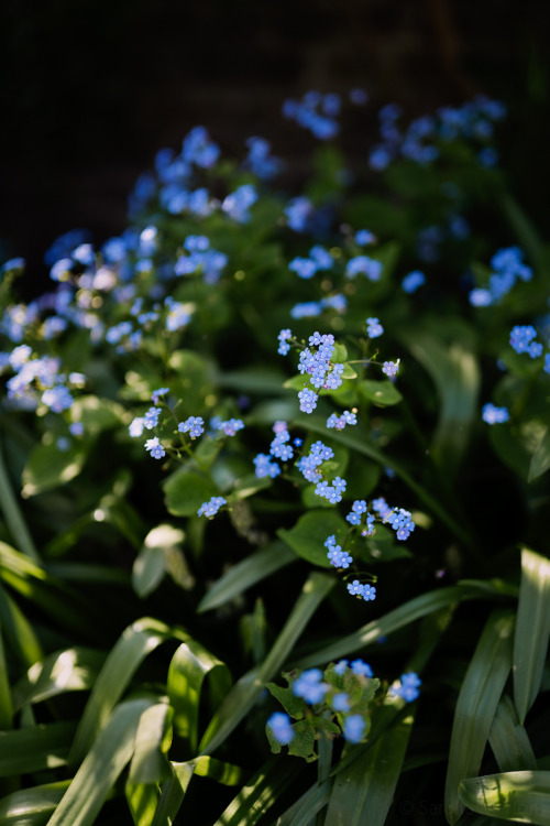 bokeh photography