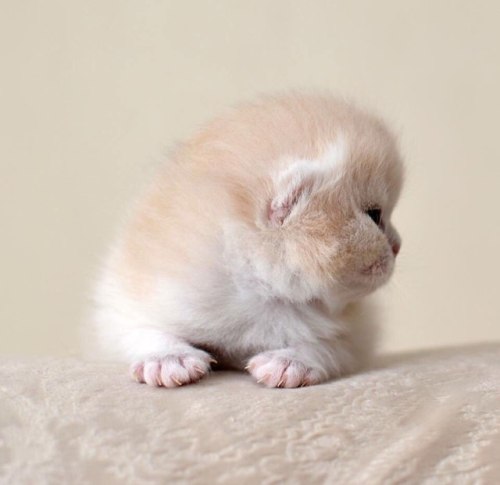 scottishstraight:Marshmallow! © “Infinity Jewel” cattery