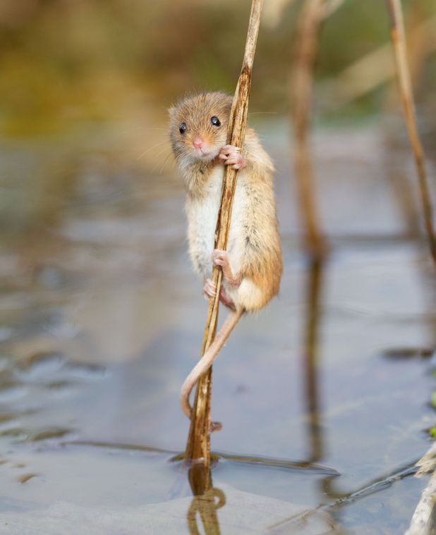  this is a harvest mouse appreciation post 