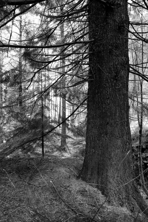 Lake District Forest, Cumbria, 15.1.17.