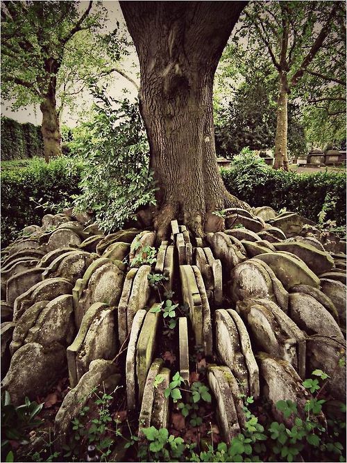 dichotomized:  The Hardy Tree In the churchyard of St Pancras Old Church in London, hundreds of old gravestones circle an ash tree. In the 1860’s an older part of the churchyard was designated to make way for a new railway line. Coffins were removed