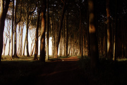 hinterdemmond:  “ghost forest” in the