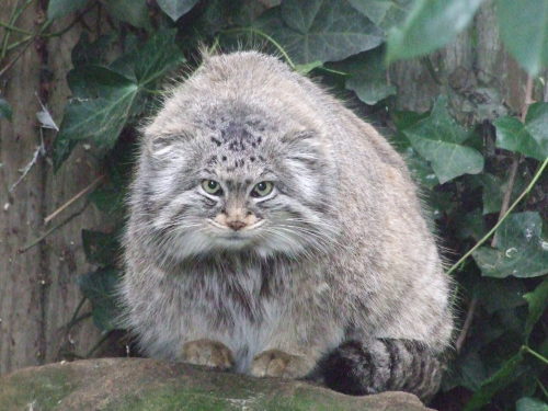 sleepydumpling:  roachpatrol:  everyone should look at the pallas cat for a minute ok   I think this is my patronus.