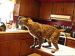 splintercellconviction:dangerouslydefective:latenightalaska:sexience:today’s very important postTHAT BOBCAT LOVES THAT BOYHe’s scent marking the hell outta that boy. So this is basically the equivalent of him saying “MINE, MINE, MINE, mine, mine,