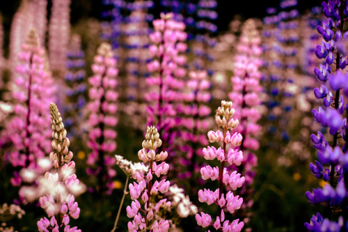 annafridacharlotte: Lupines by the roadside, July 2020.