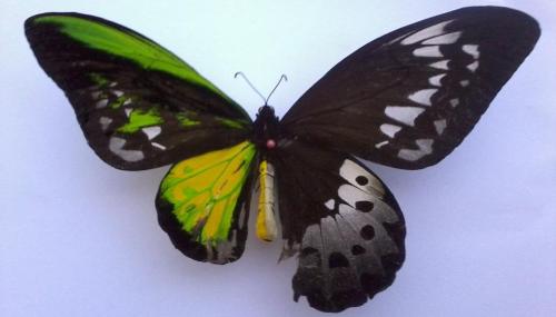 Half female, half male. Bilateral gynandromorphism is a rare genetic disorder occurring in insects, 