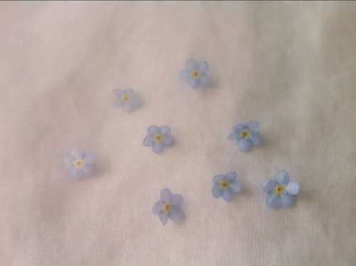 petitegirl:Forget me not