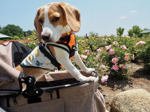 花とわたし #るちあ #ビーグル #ビーグル犬 #Lucia #beagle #beagles #dog #dogs #beaglesofinstagram #beaglestagram #be