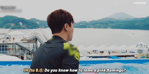 fairy-jnani: gnhwan:How to tame a pink flamingo: tutorial by Kim Jinhwan lol too much cuteness at on