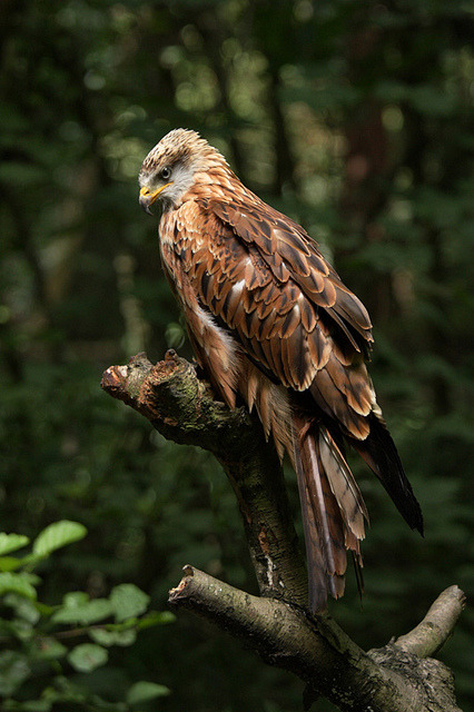 imprintx:  earthdaily: Red kite by tom.wright on Flickr. 