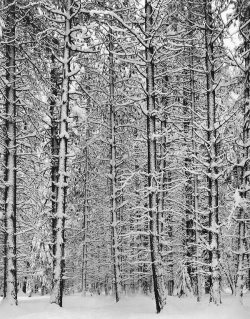 zephyrbaron:  Certain weather conditions make this view possible. Living in the northwest isn’t the only place to view the wild world in which we live beyond the city limits where the only sounds you hear is the wind in the tops of the trees. Looking