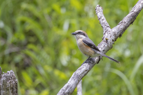 モズ（Bull headed Shrike）