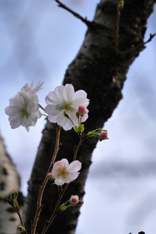 uyamt:十月桜（じゅうがつざくら） Cherry blossoms / Cerasus ‘Autumnalis’