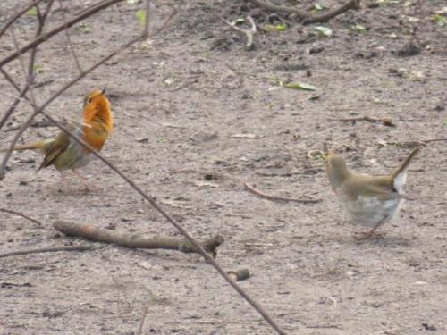 European robin (Erithacus rubecula) territorial displayPhoto: Marti08