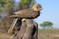 Zoo-Logic:   In The Image Above, All The Eggs In The Top Row Are Laid By Cuckoos And