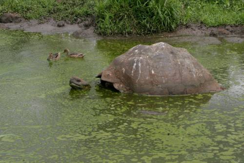 Tortoise poopThanks to Charles Darwin, the Galapagos Islands are known as a biological wonderland. A