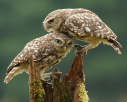 beautiful-wildlife:Comforting Little Owls by