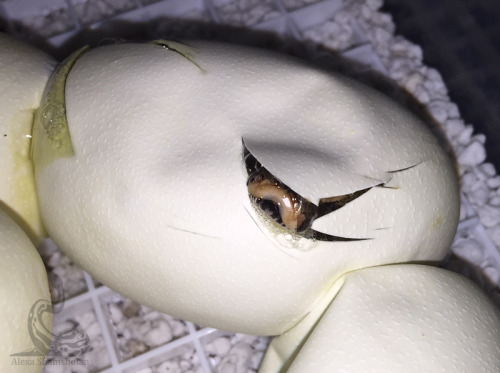 whipptail:fimbry:First!!! Pip!!! Of clutch #2!!! Python brongersmai!!!!!!!!!!!!!!!!!!!!!!