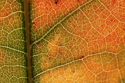 Porn nubbsgalore:  leaf senescence begins with photos